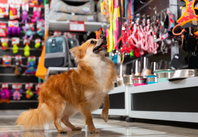 dog in a pet store